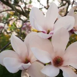 Magnolia X Soulangeana -Flourish Flora MAGN T57918 B h