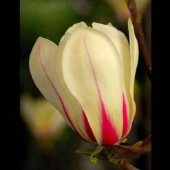 Magnolia Denudata 'Sunrise' (Patio Standard) -Flourish Flora MAGN t59763 A1
