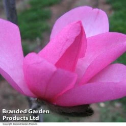 Magnolia 'Fire' -Flourish Flora MAGN FIRE T51557