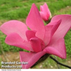 Magnolia 'Fire' -Flourish Flora MAGN FIRE T51559