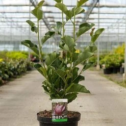 Magnolia 'March Till Frost' -Flourish Flora MAGN MARCHTILL S45858 NOW