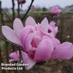 Magnolia 'Pink Perfection' -Flourish Flora MAGN PINKPERFE S51732