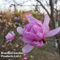 Magnolia 'Pink Perfection' -Flourish Flora MAGN PINKPERFE S51733