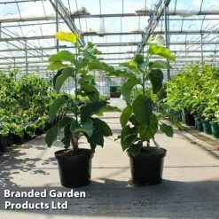 Magnolia 'Royal Splendour'