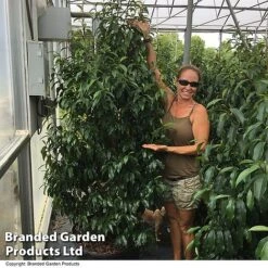 Magnolia Hybrid 'Stellar Ruby' -Flourish Flora MAGN STELLARRU S51415