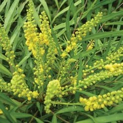 Mahonia 'Soft Caress' -Flourish Flora MAHO T46090 A h