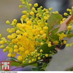 Mahonia Aquifolium 'Apollo' -Flourish Flora MAHO T66349 B