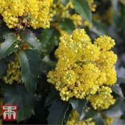 Mahonia Aquifolium 'Apollo' -Flourish Flora MAHO T66349 E