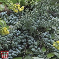 Mahonia X Media 'Charity' -Flourish Flora MAHO TJ58936 B