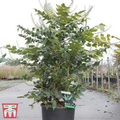 Mahonia Japonica 'Hivernant' -Flourish Flora MAHO TKA3248 A