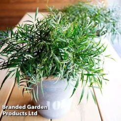 Mahonia 'Soft Caress' -Flourish Flora MAHO SOFTCARES U43357