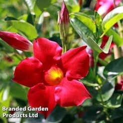 Mandevilla 'Sundaville Collection' -Flourish Flora MAND BLOOMRED L31743