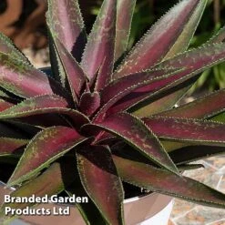 Mangave 'Blazing Saddles' -Flourish Flora MANG BLAZINGSA S51070