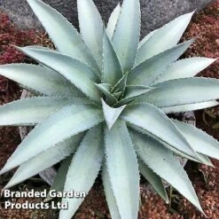 Mangave 'Frosted Elegance' -Flourish Flora MANG FROSTELEG S51073