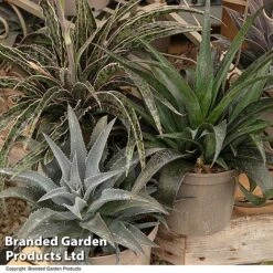 Mangave Collection -Flourish Flora MANG MIXED T44084