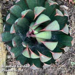 Mangave 'Praying Hands' -Flourish Flora MANG PRAYINGHA S51063