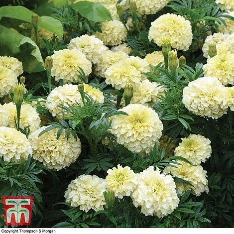 Marigold 'French Vanilla' F1 Hybrid 2 Marigold 'French Vanilla' F1 Hybrid - Image 2