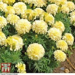 Marigold 'French Vanilla' F1 Hybrid 11 Marigold 'French Vanilla' F1 Hybrid -Flourish Flora MARI P4020 F