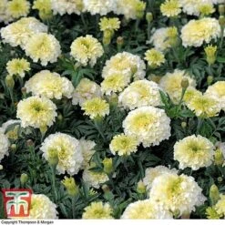 Marigold 'French Vanilla' F1 Hybrid 12 Marigold 'French Vanilla' F1 Hybrid -Flourish Flora MARI P4020 G