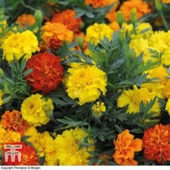 Marigold F1 'Zenith Mixed' -Flourish Flora MARI P92376 B1