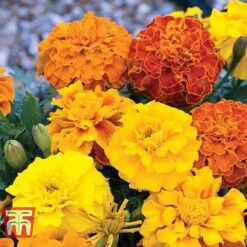 Marigold F1 'Zenith Mixed' -Flourish Flora MARI P92376 C1
