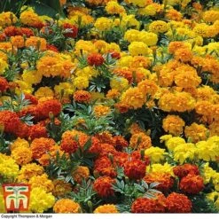 Marigold F1 'Zenith Mixed' -Flourish Flora MARI P92376 D1