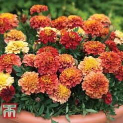 Marigold 'Strawberry Blonde' 8 Marigold 'Strawberry Blonde' -Flourish Flora MARI T67436 B