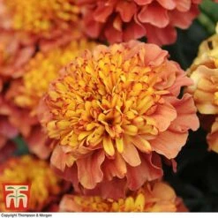 Marigold 'Strawberry Blonde' 9 Marigold 'Strawberry Blonde' -Flourish Flora MARI T67436 E