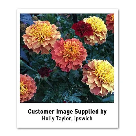 Marigold 'Strawberry Blonde' 6 Marigold 'Strawberry Blonde' - Image 6