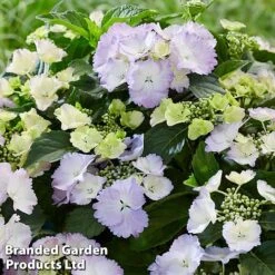 Hydrangea 'Angel Wings Blue' -Flourish Flora MH8427a