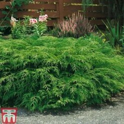 Microbiota Decussata -Flourish Flora MICR T58037 a1