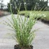 Miscanthus Sinensis 'Strictus'