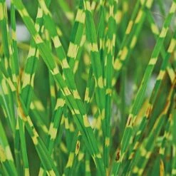 Miscanthus Sinensis 'Strictus' -Flourish Flora MISC TKA3302 B
