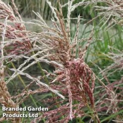 Miscanthus 'Pink Cloud' -Flourish Flora MISC PINKCLOUD S28685