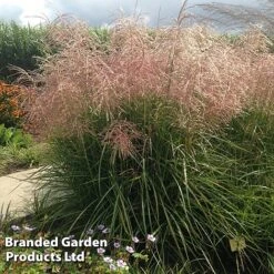 Miscanthus 'Pink Cloud' -Flourish Flora MISC PINKCLOUD S28690