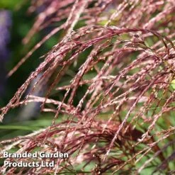 Miscanthus 'Red Cloud' -Flourish Flora MISC REDCLOUD S28693