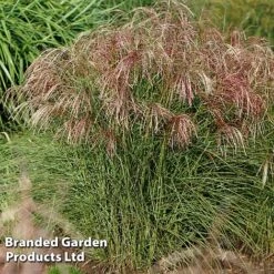 Miscanthus 'Red Cloud' -Flourish Flora MISC REDCLOUD S28695