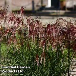 Miscanthus 'Red Cloud' -Flourish Flora MISC REDCLOUD S28697