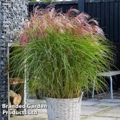 Miscanthus 'Red Cloud' -Flourish Flora MISC REDCLOUD S286981