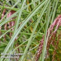 Miscanthus 'Silver Cloud' -Flourish Flora MISC SILVRCLOUD S28701