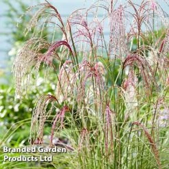 Miscanthus 'Silver Cloud' -Flourish Flora MISC SILVRCLOUD S28705