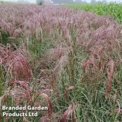 Miscanthus 'Silver Cloud' -Flourish Flora MISC SILVRCLOUD S28706