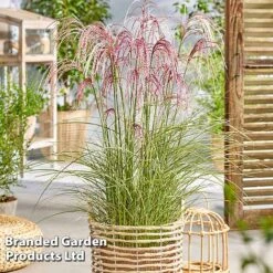 Miscanthus 'Silver Cloud' -Flourish Flora MISC SILVRCLOUD S28707