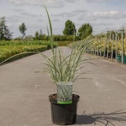 Miscanthus Sinensis 'Variegatus' -Flourish Flora MISC VARIEGATU S45906 NOW