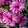 Monarda Didyma 'Balmy Pink'