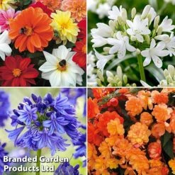 Summer Plant Collection