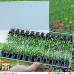 Summer Garden Plant Collection -Flourish Flora MSE offer plant size