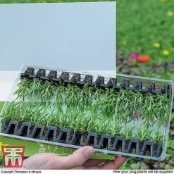 Nurserymans Choice Bedding Mix + 100g Incredibloom® + Nurserymans Choice Flower Seeds -Flourish Flora MSE offer plant size1