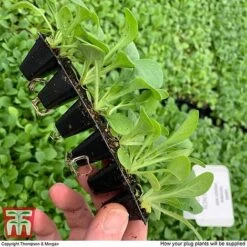 Summer Garden Plant Collection -Flourish Flora MSE offer plant size2