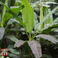 Musa Basjoo -Flourish Flora MUSA 80856 C